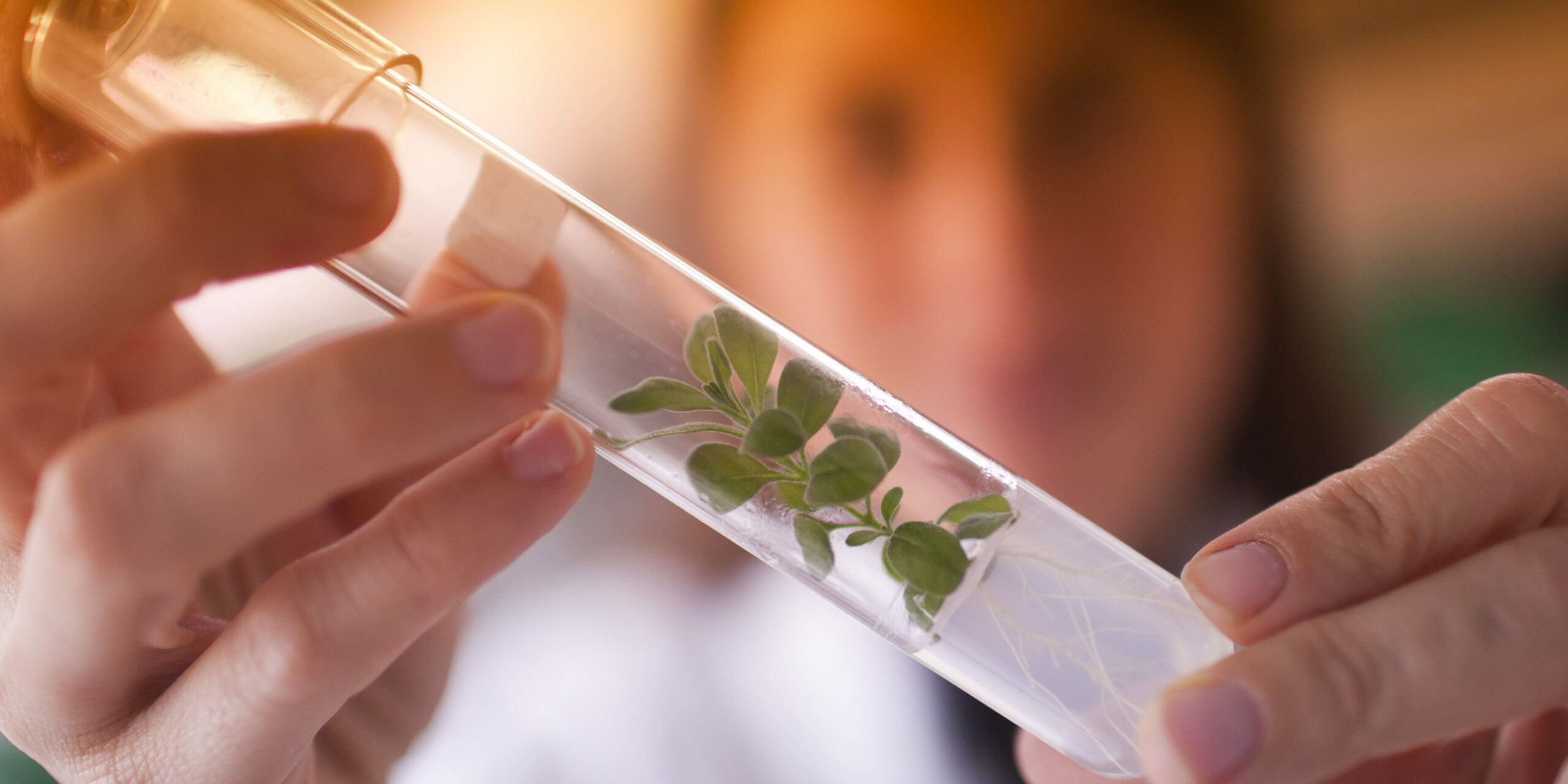 Vegenov-Culture-in-vitro-Betermin
