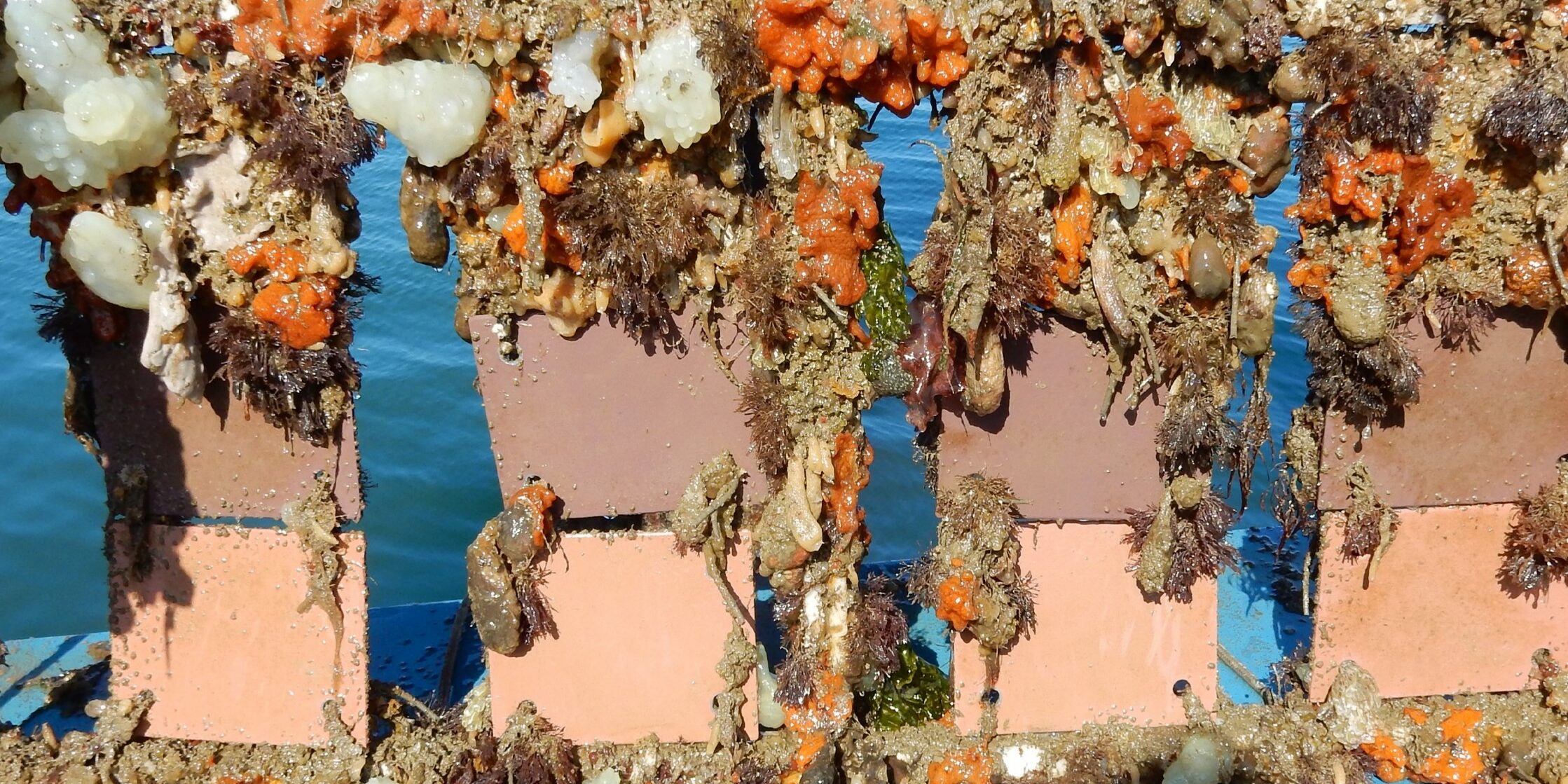 Site_d’exposition_naturel_eau_de_mer